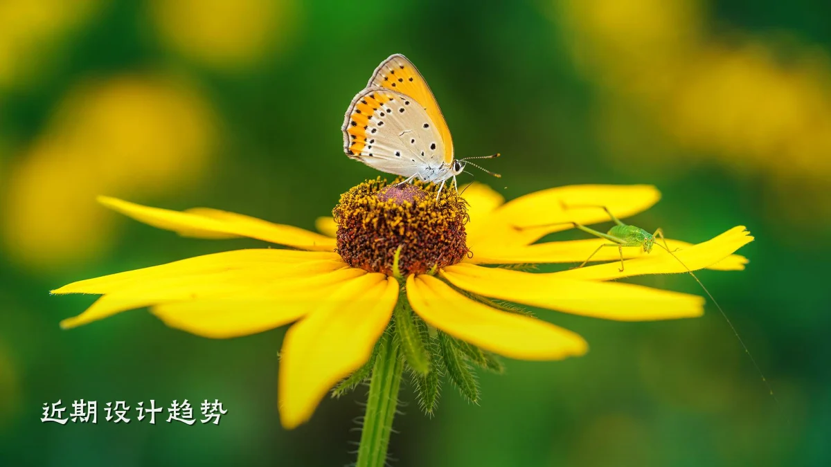 近期设计趋势