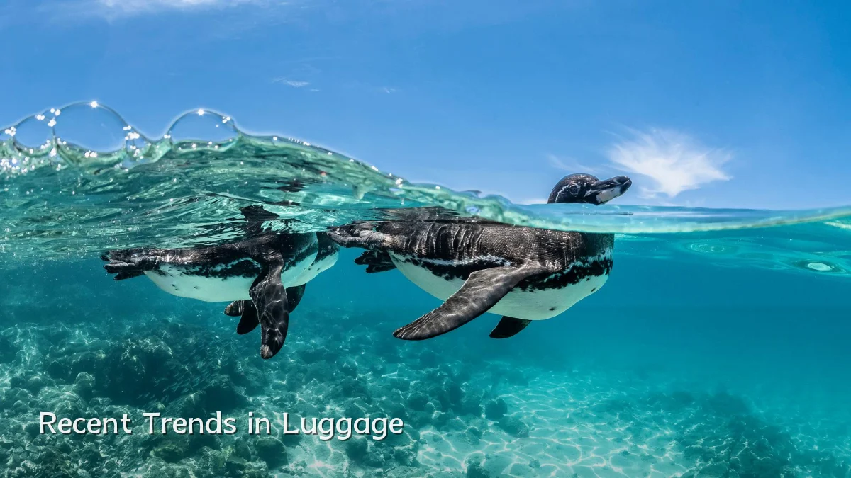 Recent Trends in Luggage